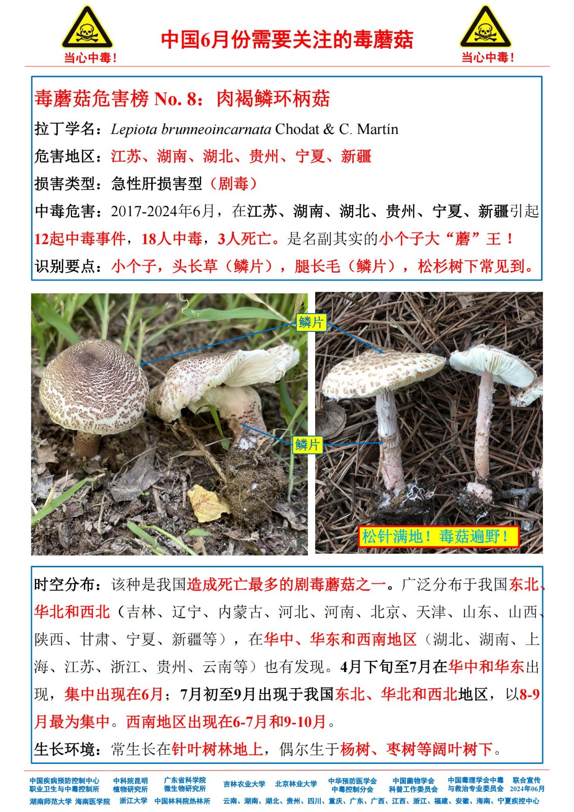 6月份需要关注的毒蘑菇_06.jpg