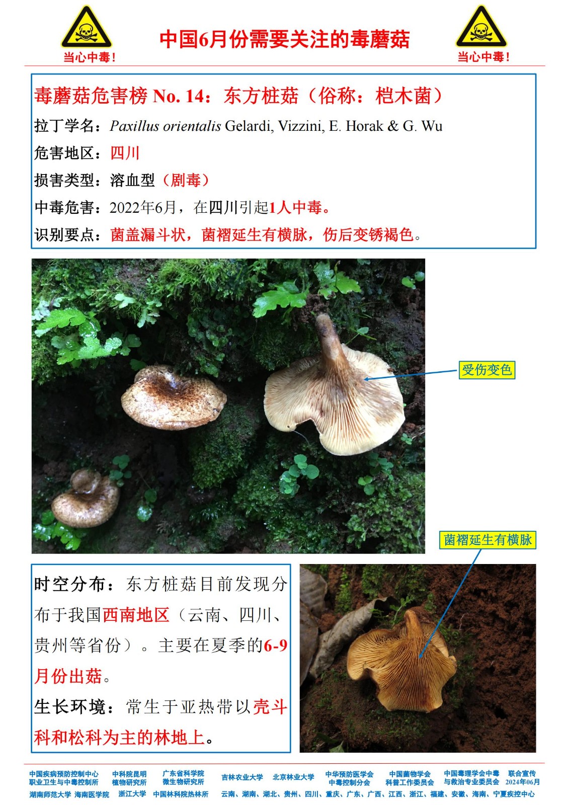 6月份需要关注的毒蘑菇_12.jpg